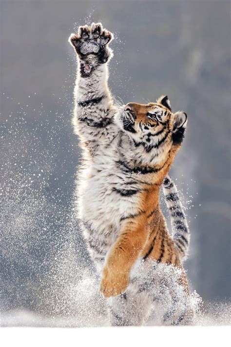 Awe Inspiring Images Of Tiger Playing In The Snow Artofit