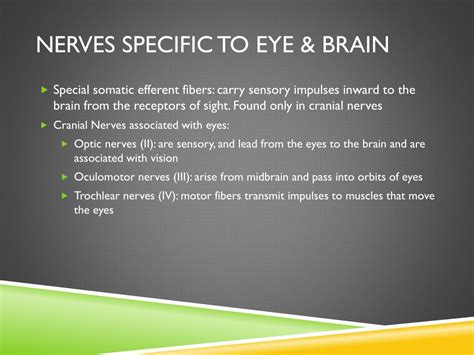 Ppt The Eye Powerpoint Presentation Free Download Id6683934