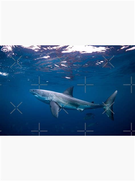 Great White Shark Underwater Poster For Sale By Motivation111 Redbubble