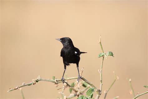 Animals Black Bird With White Spot On Wing Animals Wallpaper Images