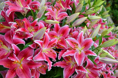 Pink Lilies Hd Wallpaper Background Image 2048x1356
