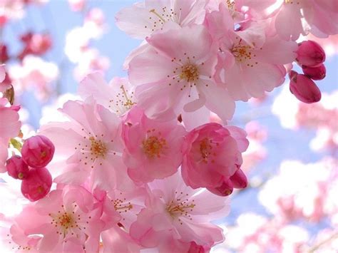 Pretty Pink Flower Wallpapers Computer Hd Wallpapers Wallpapers At