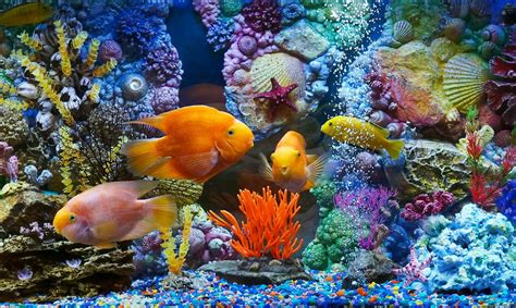 Four Assorted Color Fishes Fish Aquarium Hd Wallpaper Wallpaper Flare