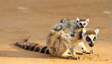 Ring Tailed Lemurs Photograph By Science Photo Library