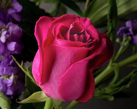 Dark Pink Rose Photograph By Victoria Leonardo Pixels