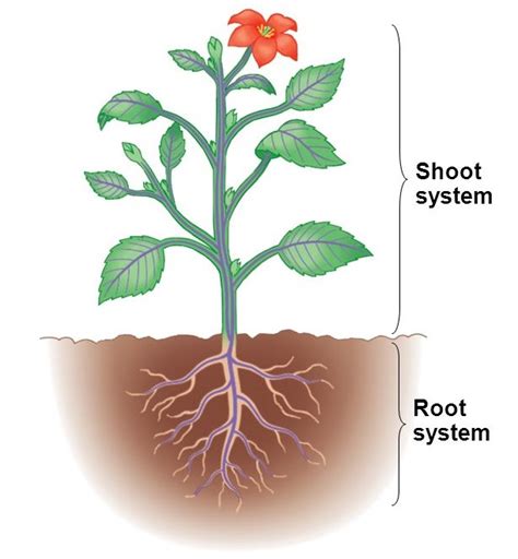 Root System And Shoot System Calibretips