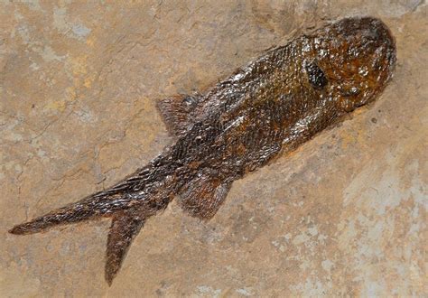 Spectacular Large Permian Fish Fossil Paramblypterus From Before The