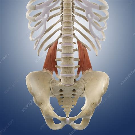 Lower Back Muscles Artwork Stock Image C014 5012 Science Photo