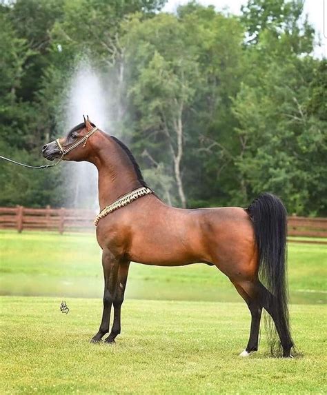 Pin By Haysam Khaled On Horses Beautiful And Majestic Beautiful