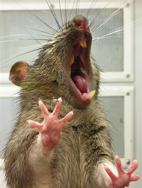 The Rat Wants Out Yawning Animals Funny Rats Cute Rats