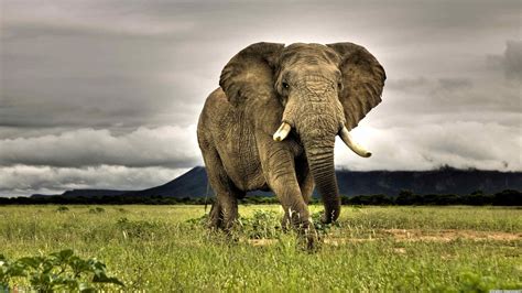 elephants, Animals, African, Nature, Grass, Savannah, Overcast ...