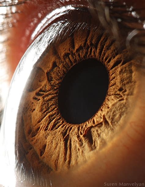 Iridología O Como Diagnosticar Con El Iris Todo Opticas