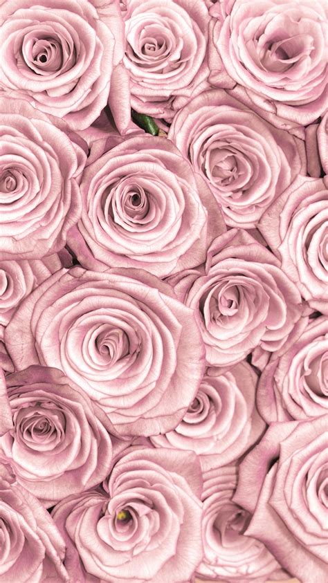 Tap And Get Free App ⬆️ Stylish Pink Roses Close Up Pattern Wallpaper