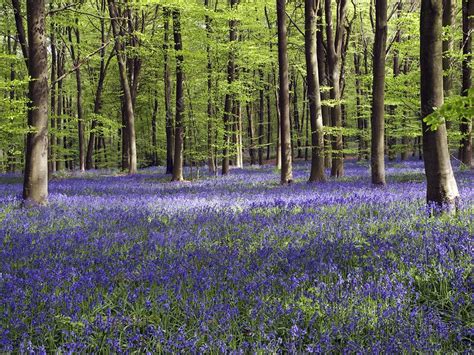 Bluebells In Woodland Stock Image C0035994 Science Photo Library