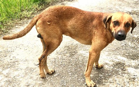 Vet Needed On Leguan Dogs Suffering From Cruelty