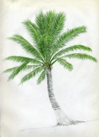 How do you draw a palm tree leaf? How To Draw Palm Trees