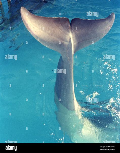 A Dolphin At Sea Life Park On March 28 1997 In Oahu Hawaii Photo By