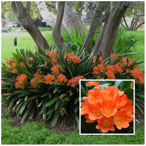 Flowering shrubs for zone 7. Fire Lily (Clivia Miniata) is a shade loving plant | My ...