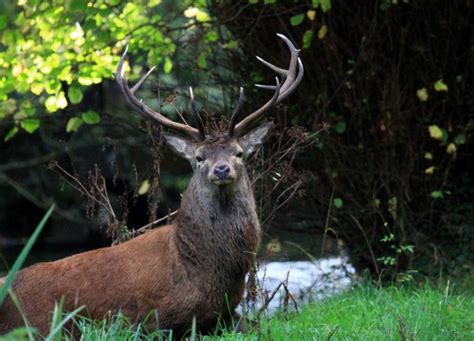 Red Deer Irish Deer Commission