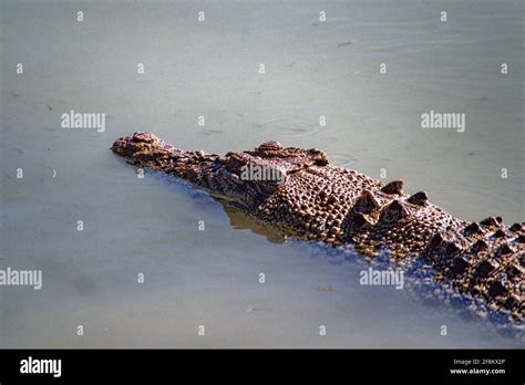 A Large Saltwater Crocodile Crocodylus Porosus Swimming In A Lake In