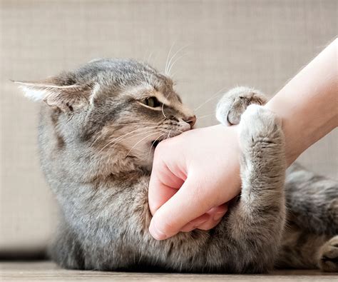 Petting Aggression How To Handle A Cat That Bites When Petted Hartz
