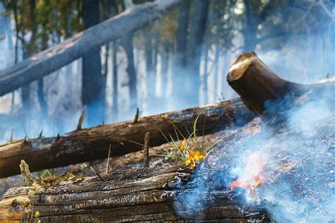 Setelah Bencana Kebakaran Hutan Hujan Adalah Pembakaran Yang Disebabkan