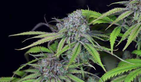 Critical Purple Kush Strain Review And Information