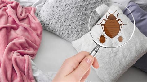 When Do Bed Bugs Come Out 5 Signs To Find Bed Bugs