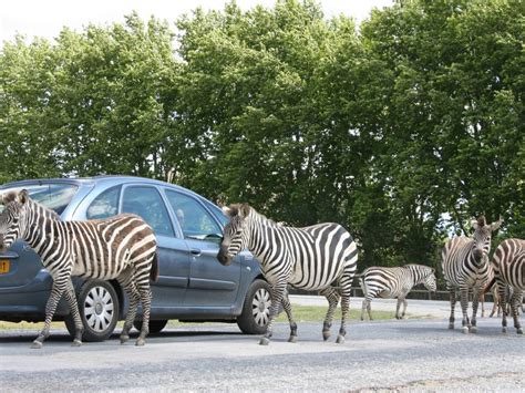 Top 15 Des Plus Beaux Parcs Animaliers Réserves Et Zoos De France La