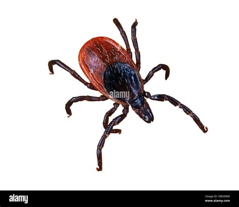 Blacklegged Tick Hi Res Stock Photography And Images Alamy