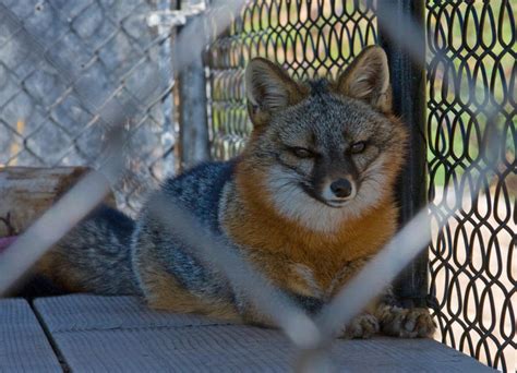 Gray Fox Fur Farm Rescue 2 By Hotwiar On Deviantart