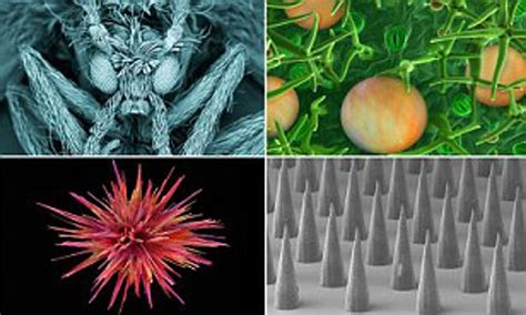 A Microscopic Feat Stunning Photos Reveal The Hidden World Of Biology