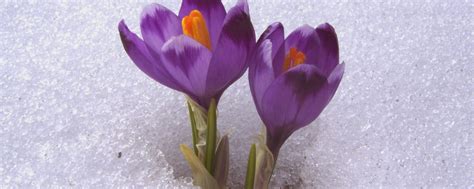 Cropped Crocus Snow 1 Maryland Commitment