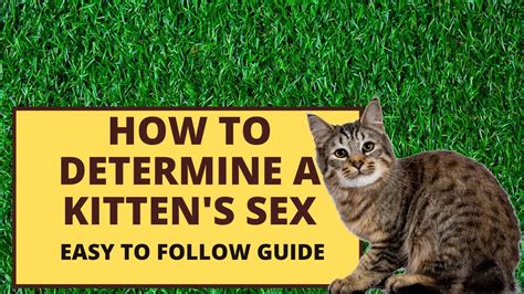 How To Determine A Kittens Sex Youtube