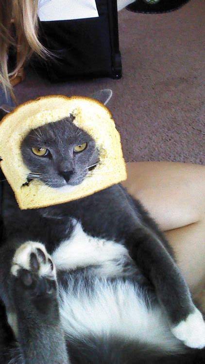 Bread Cat Image Abyss