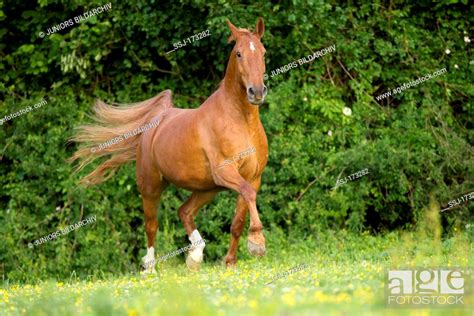 Frederiksborger Chestnut Individual Trotting On A Meadow Stock Photo