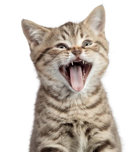 Funny Cat Portrait Yawning Isolated Stock Photo Image Of Cute