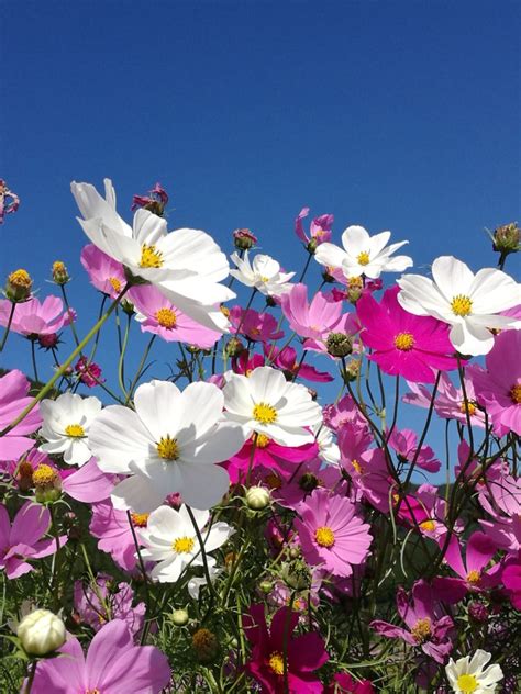 Cosmos Flower Viewing Explore Kumamoto