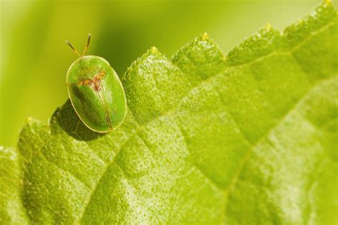 Little Green Bug Sitting On Leaf Stock Photo Image Of Field Foliage