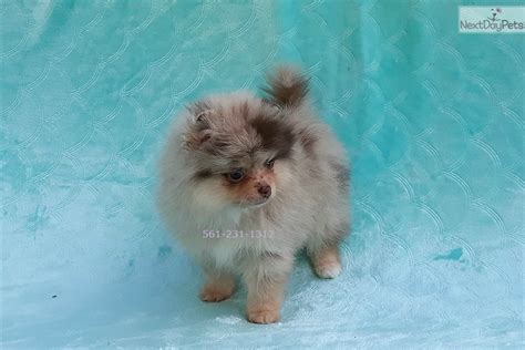 Merle pitbull puppies in ohio. Teacup Merle: Pomeranian puppy for sale near South Florida ...