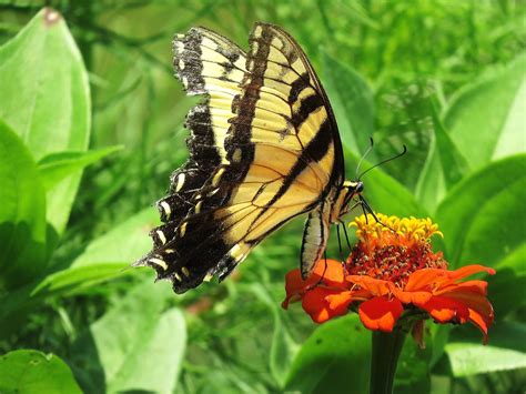 Tiger Swallowtail And Zinnia Birds And Blooms
