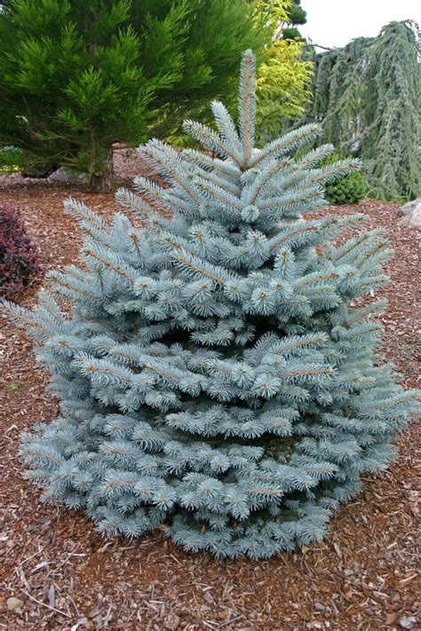 Picea Pungens Montgomery Blue Spruce Gateway Garden Center
