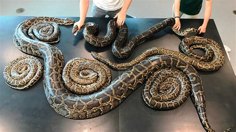 Snake Sex Party Discovered After Florida Python Implanted With Tracking
