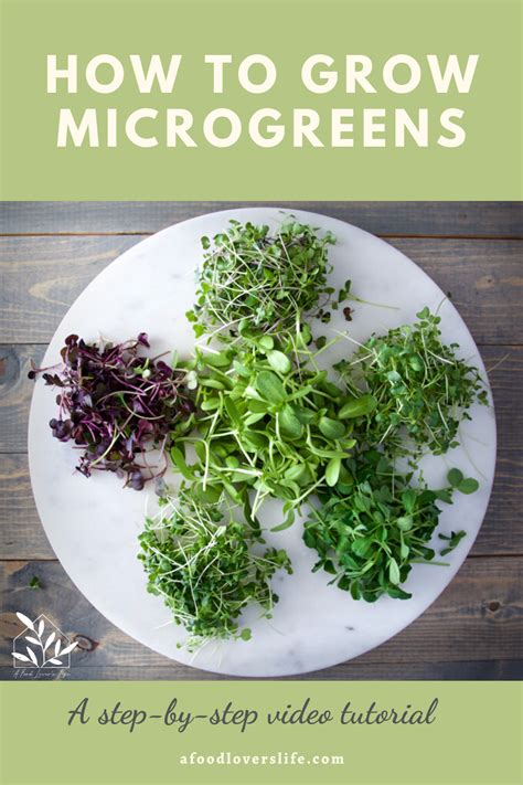 How To Grow Microgreens At Home Growing Microgreens Microgreens