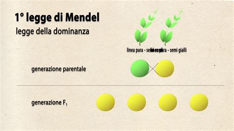 La Prima Legge Di Mendel Tratto Dai Libri Di Phelan E Pignocchino