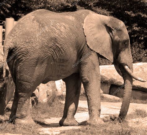 Los Elefantes Son Grandes Mamíferos De La Familia Elephantidae Y Del