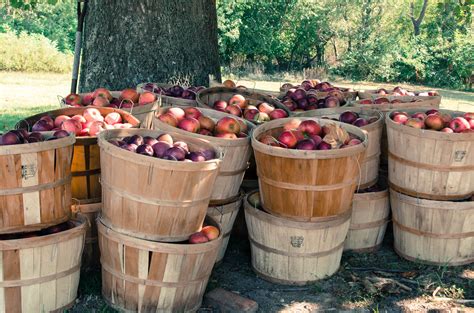 Free Images Nature Wood Farm Orchard Harvest Produce Autumn