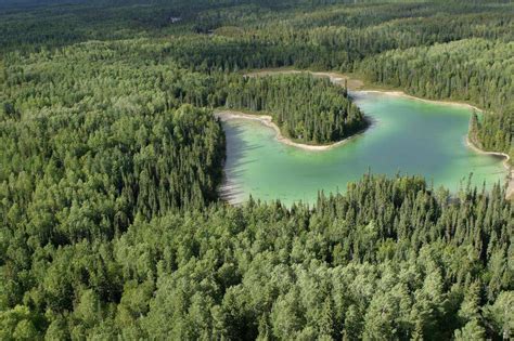 Scientists Call For Protection Of Canadas Boreal Forest The Globe