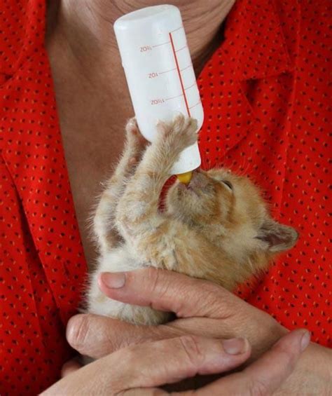 Made of animal safe,high quality and durable plastic. Bottle feeding a Kitten. | Cute animals, Kittens cutest ...