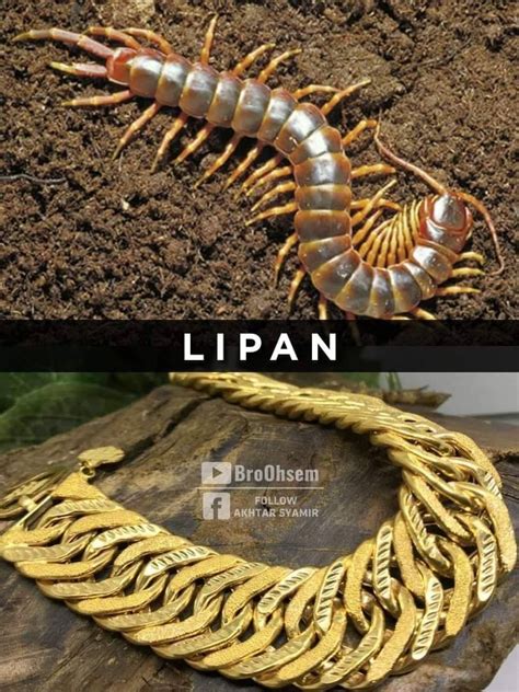 Inspirasi modis pembahasan gelang emas tentang 33+ konsep terpopuler gelang emas motif jual gelang rantai lipan besar lapis emas 24k triska. "Pakai Rantai Emas Gajah Ke, Pulut Dakap Ke, Gelang Boba ...